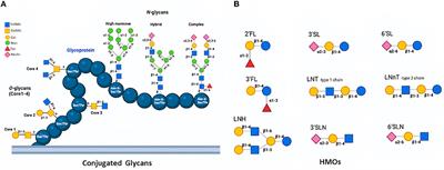 Role of milk glycome in prevention, treatment, and recovery of COVID-19